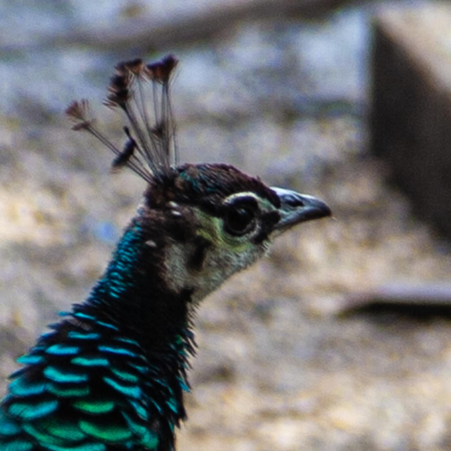 peahen (1 of 1)